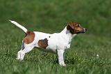 JACK RUSSEL 043